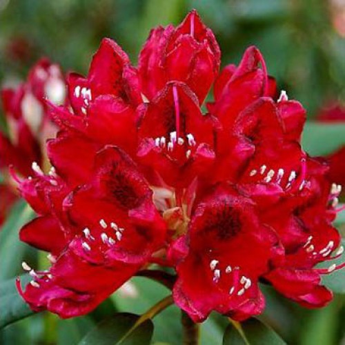 Rhododendron Vulcan - Hardy Hybrid | ScotPlants Direct